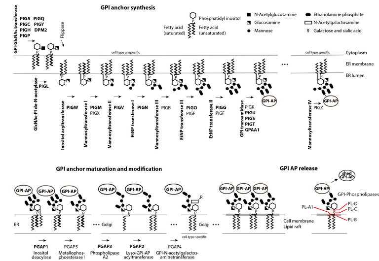 GPI anchor synthesis pathway updated.png