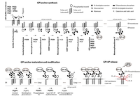 GPI anchor synthesis pathway updated.png