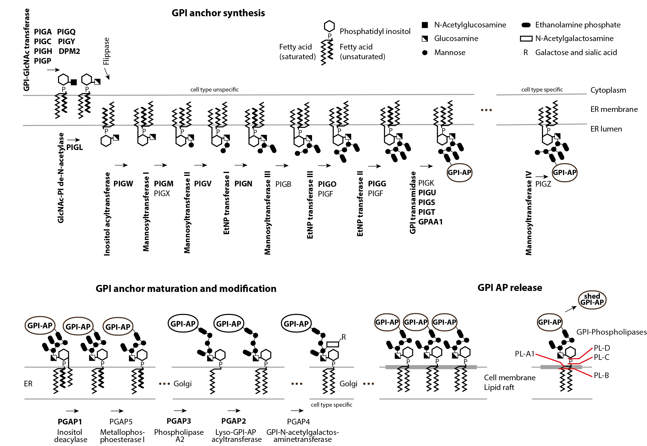 GPI anchor synthesis pathway updated.png